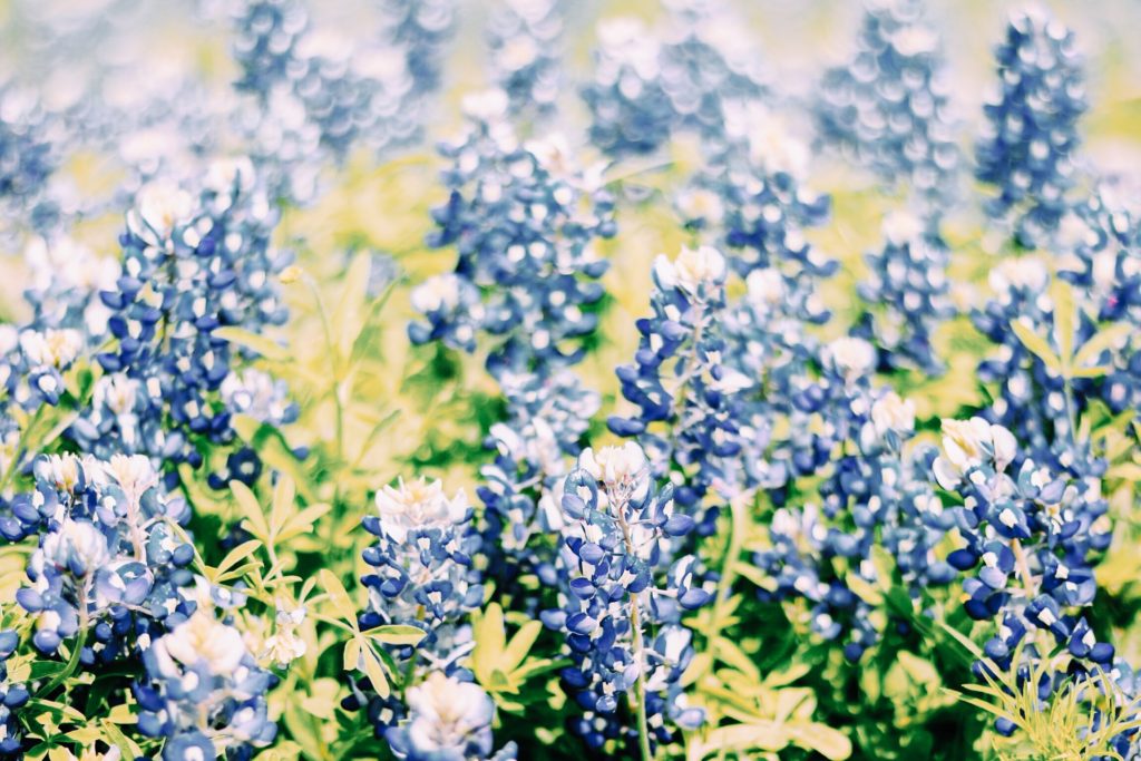 Texas Bluebonnets