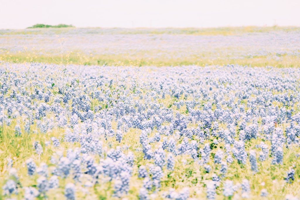 Texas Bluebonnets